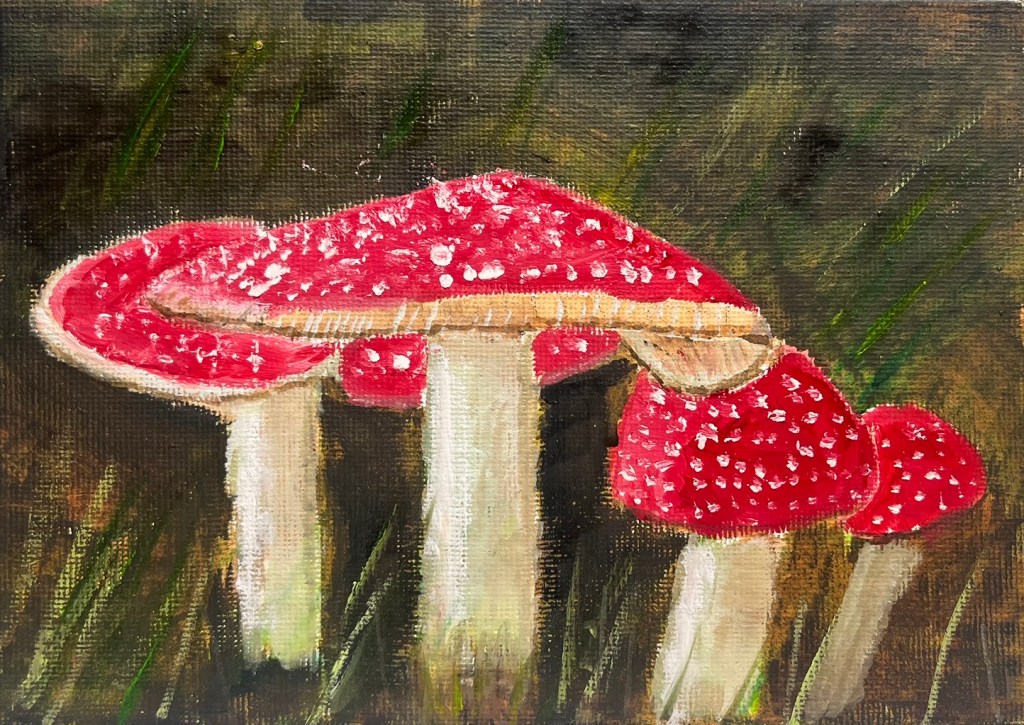 Amanita muscaria